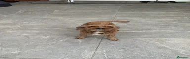 Cavapoo
