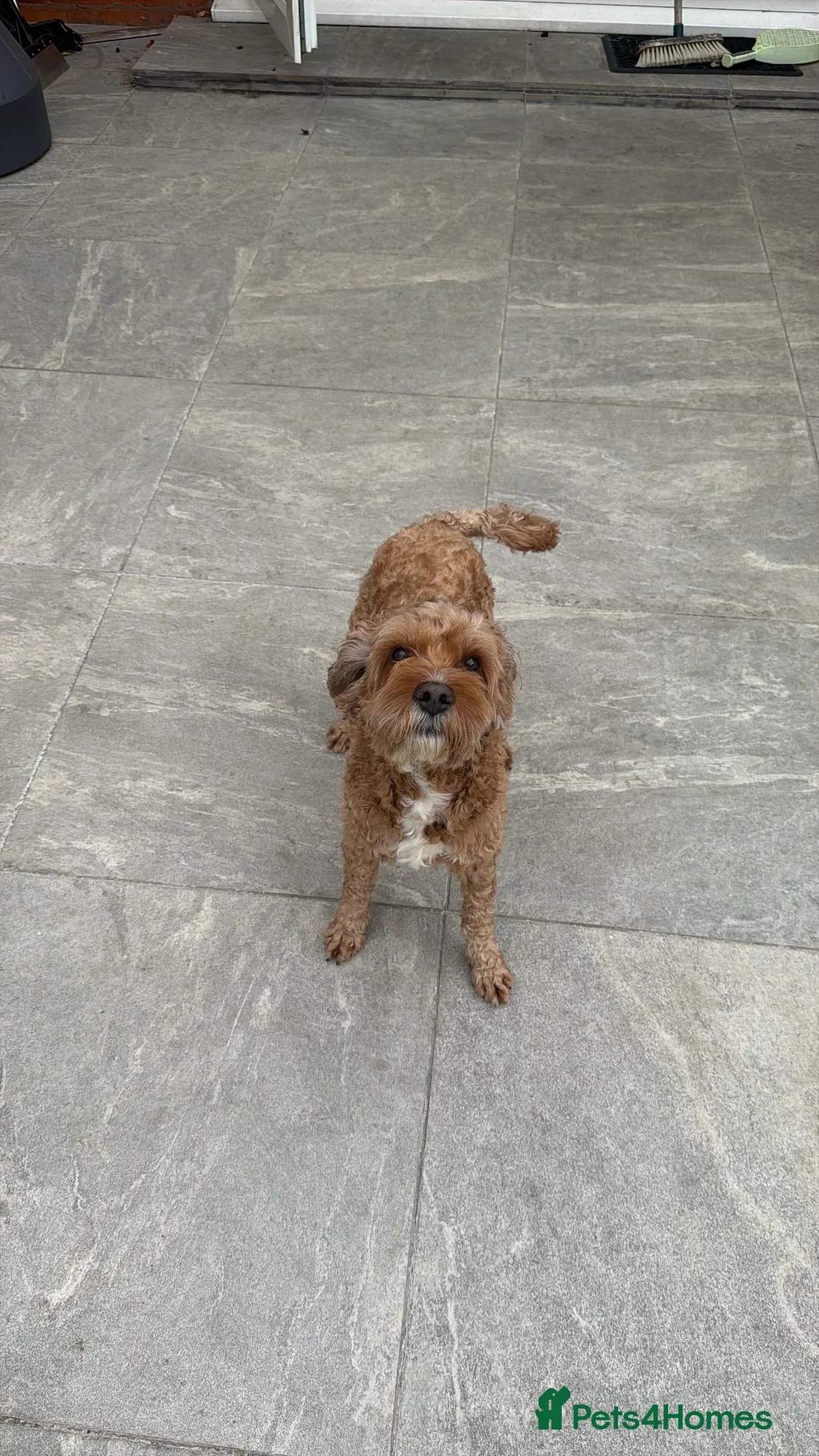 Cavapoo dogs for sale: Rehoming our lovely cavapoo Rex - Advert 3