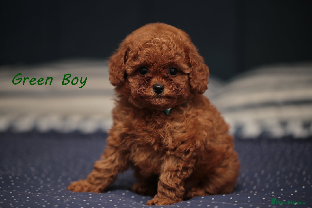 Toy Poodle dogs for sale: READY TO GO ASIAN DARK RED TOY POODLE PUPPIES - Image 1