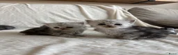 Persian cats for sale: Affectionate and beautiful persian kittens  - Advert 9