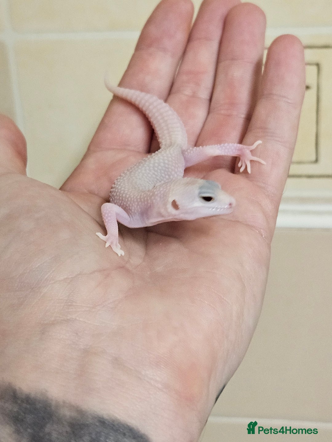 Leopard Gecko reptiles for sale: Supersnows leopard geckos normal and albino  - Image 7