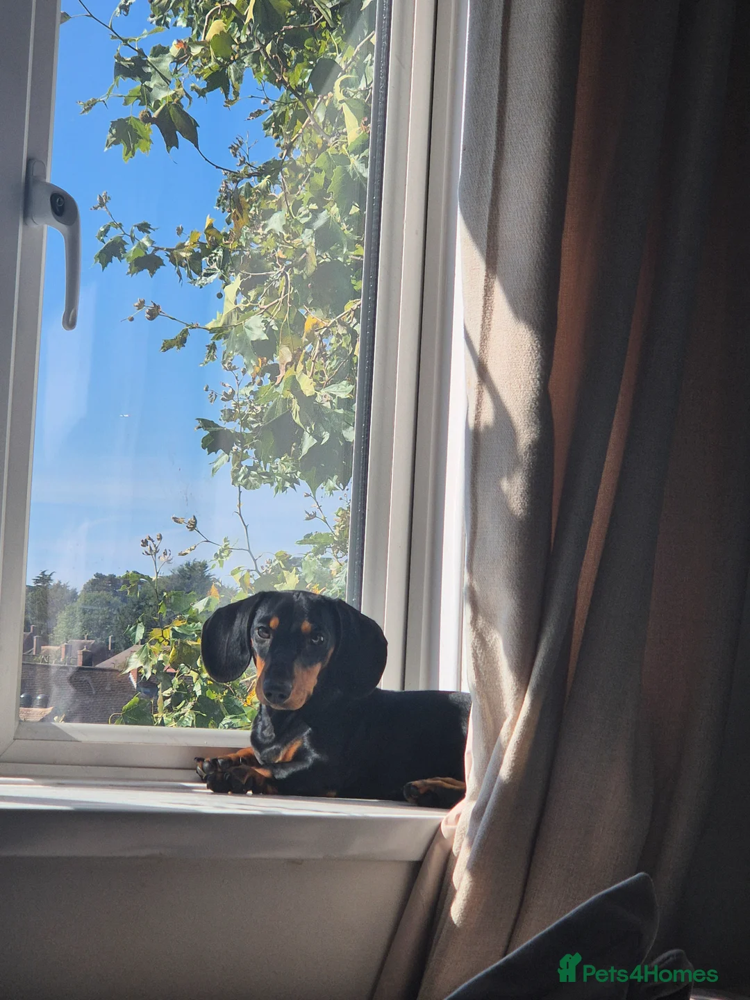 Miniature Dachshund dogs for sale: Miniature dachshund kc registered  in London - Advert 2