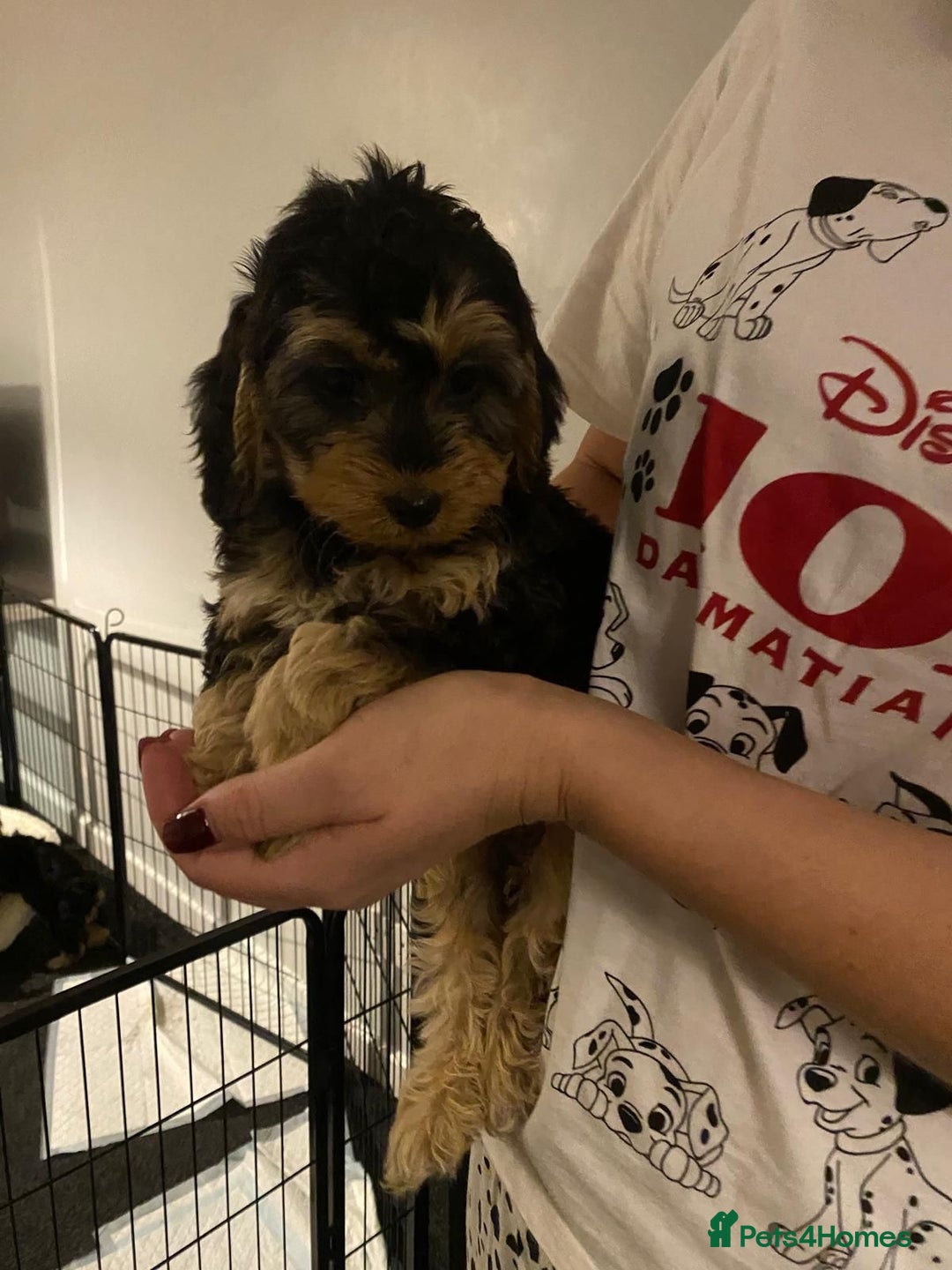 Cockapoo dogs for sale: ADORABLE COCKAPOO PUPPIES  - Advert 5