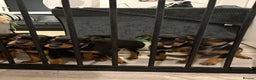 Rottweiler dogs for sale: Rottweiler puppies ready to leave now !!!! - Advert 4
