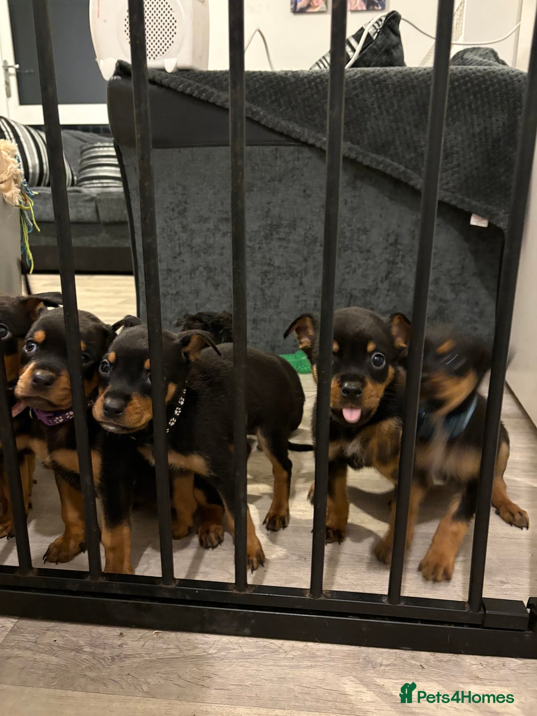 Rottweiler dogs for sale: Rottweiler puppies ready to leave now !!!! - Advert 4