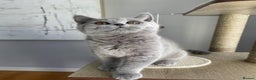 British Shorthair cats for sale: British short hair kitten  - Advert 6