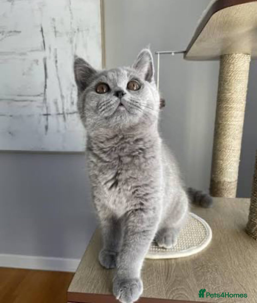 British Shorthair cats for sale: British short hair kitten  - Advert 6