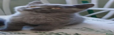 British Shorthair 3