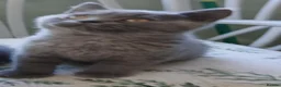 British Shorthair cats for sale: British blue shorthair kittens - Advert 4