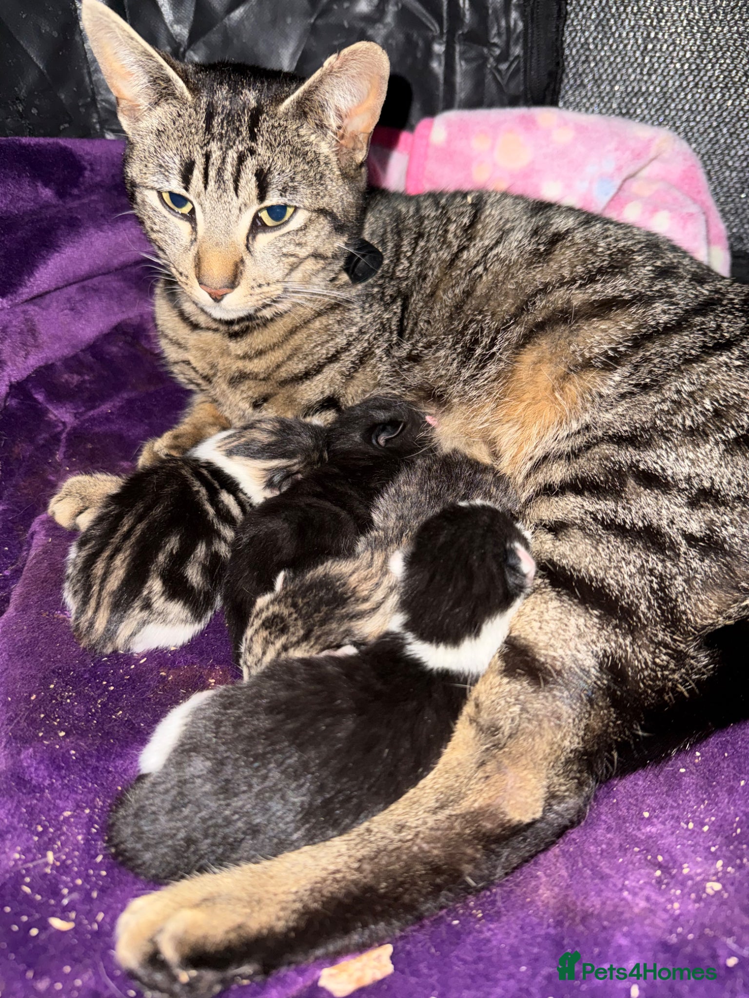 British Shorthair cats 3 adorable kittens left for sale - Advert 4