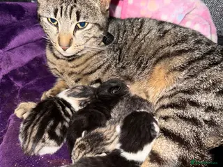 British Shorthair cats 3 adorable kittens left for sale - Advert 12