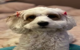 Mixed Breed dogs for sale: Cavapoochon Pups Wait List South Yorkshire - Image 4