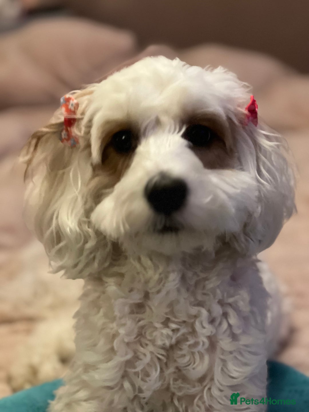 Mixed Breed dogs for sale: Cavapoochon Pups Wait List South Yorkshire - Image 4