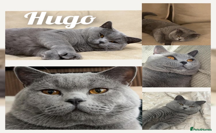 British Shorthair cats - Advert 1