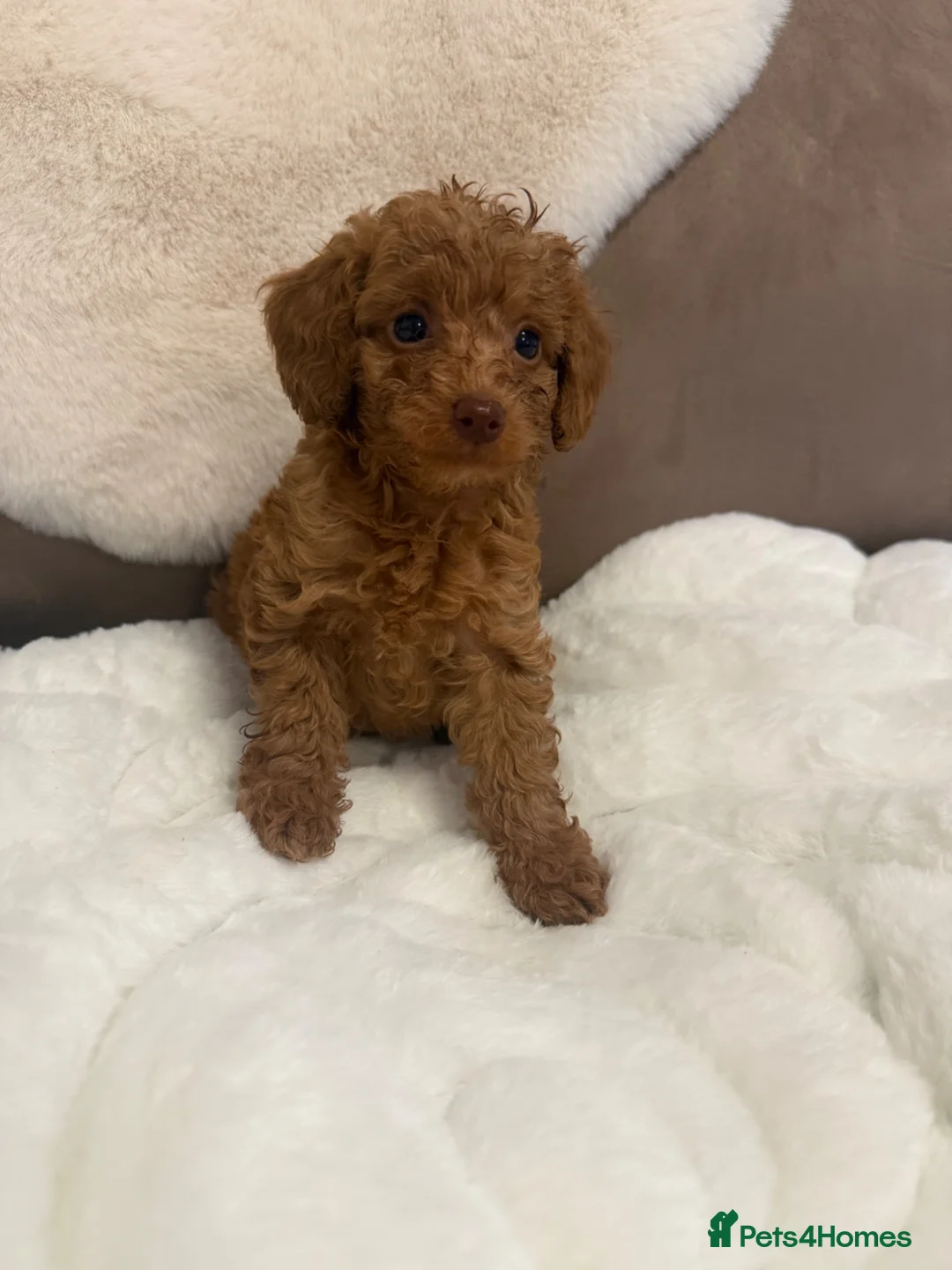 Cockapoo dogs for sale: F1b cockapoos  in Ingatestone - Advert 7