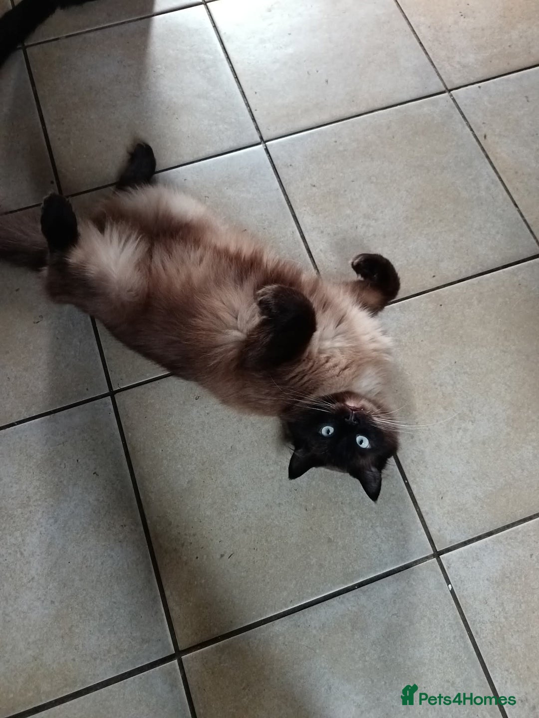 Ragdoll cats for sale: Male ragdoll adult - Image 3