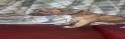 Mixed Breed dogs for sale: Whippet X Lurcher Puppies - Advert 29