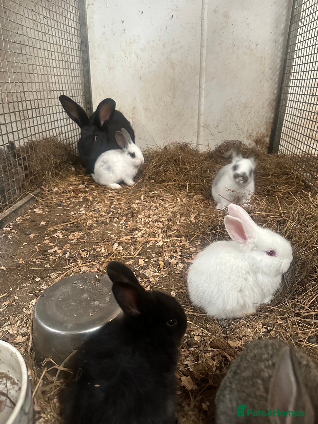 Continental Giant rabbits for sale: Baby continental giants for sale - Image 3
