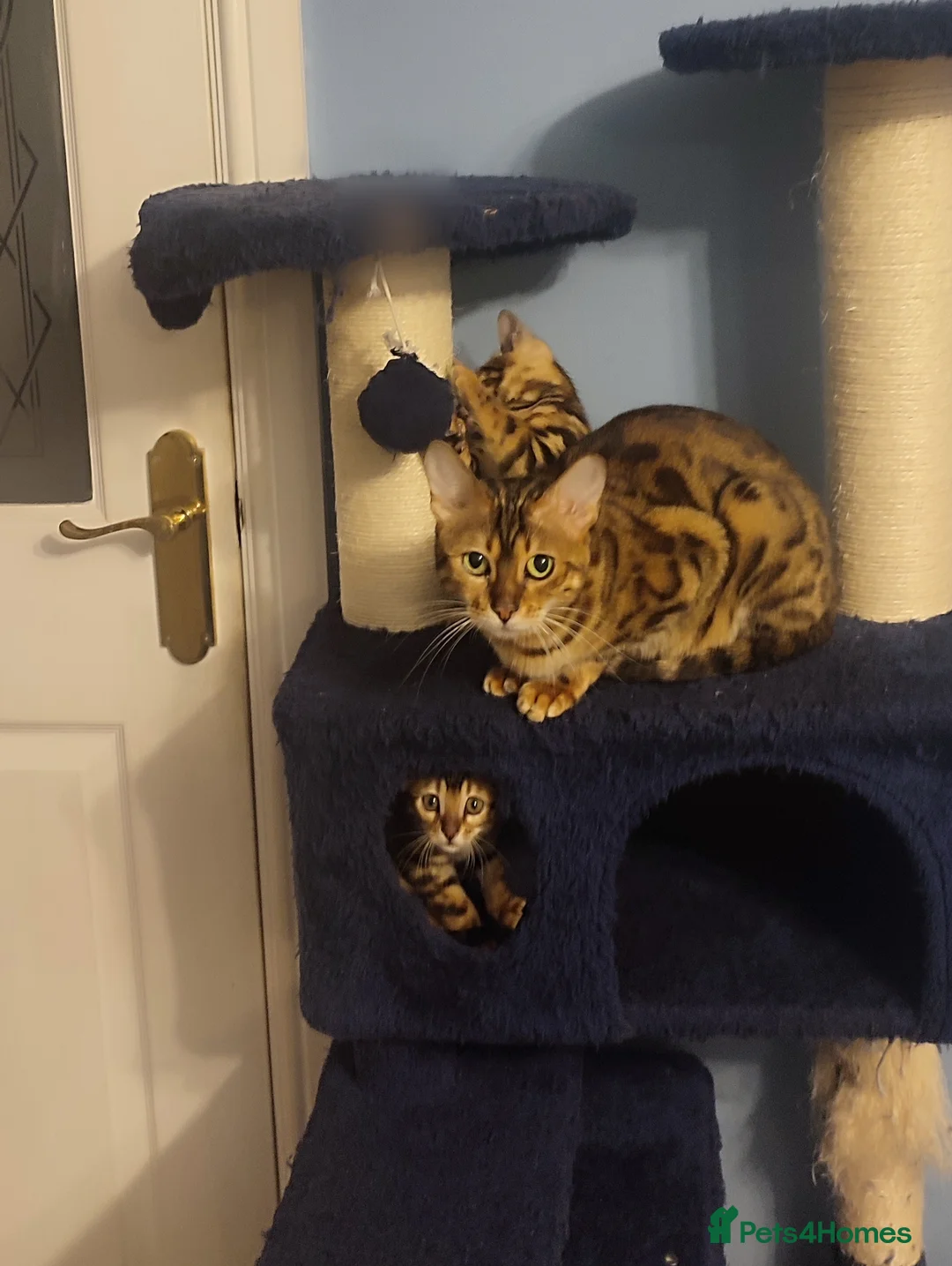 Bengal cats for sale: Stunning Bengal kittens for sale - Advert 3