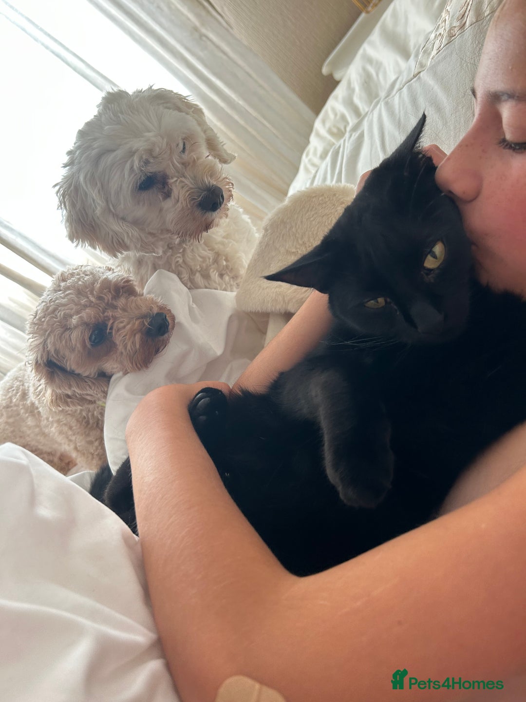 Cavapoochon dogs for sale: 2x Cavapoochon girls must go together  - Image 2