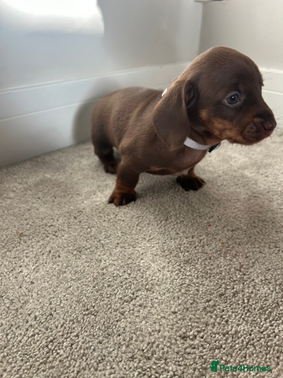 Miniature Dachshund dogs for sale: Miniature Dachshund babies  - Advert 6