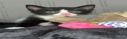 Domestic Shorthair cats for sale: Kitten - Advert 3