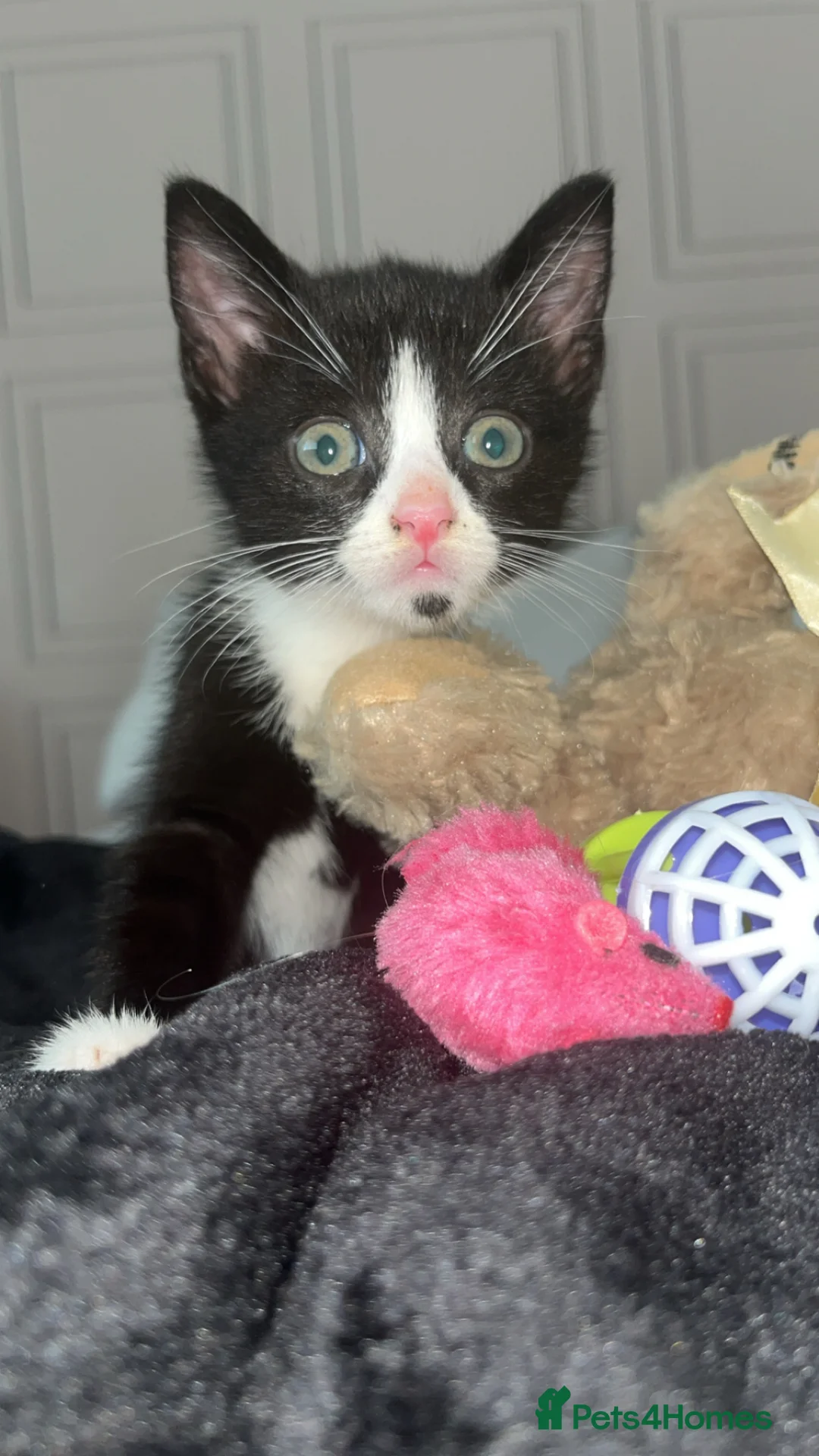 Domestic Shorthair cats for sale: Kitten - Advert 3
