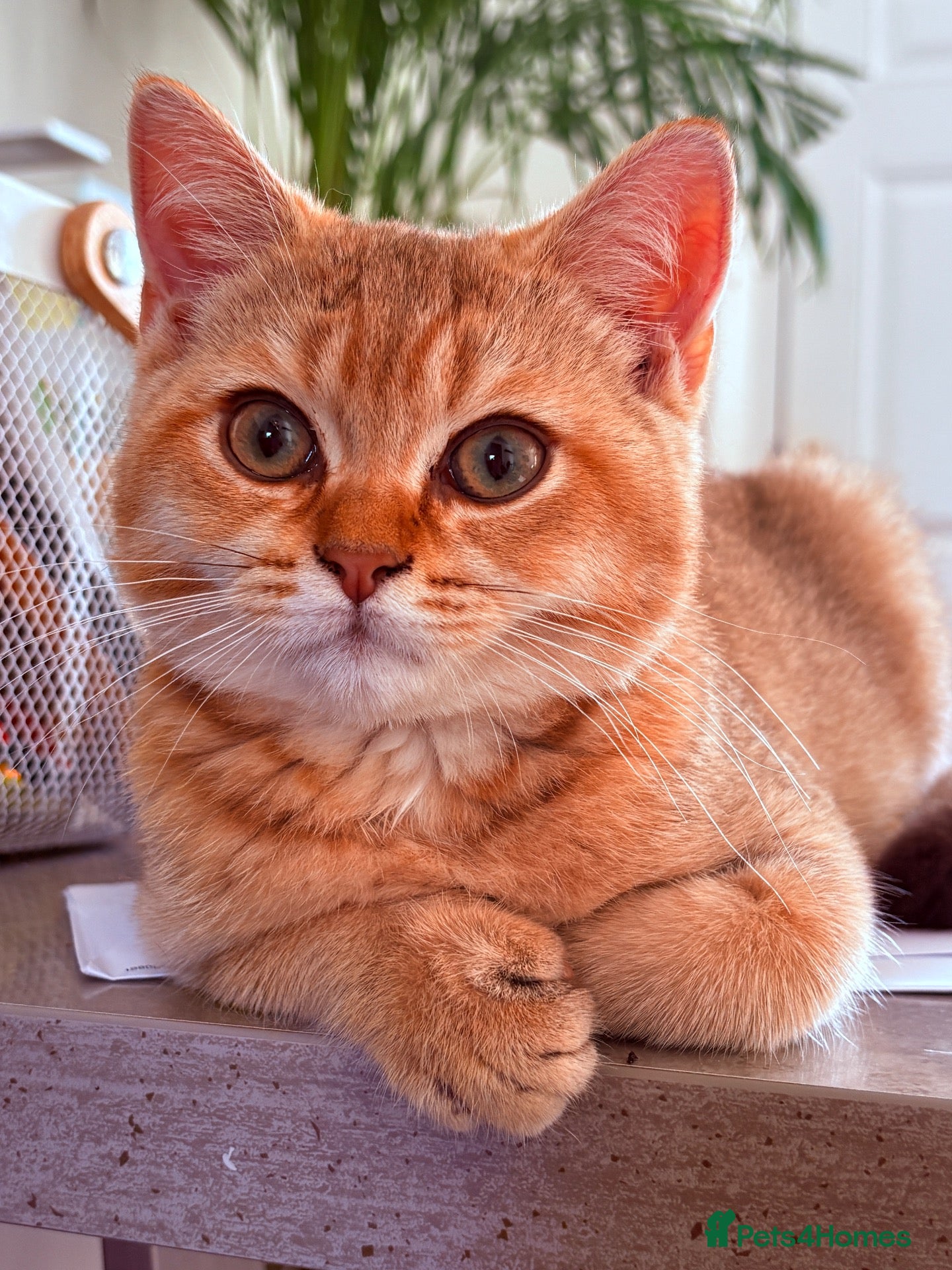 British Shorthair cats Ready Now /GCCF Golden BSH Kittens  - Advert 2