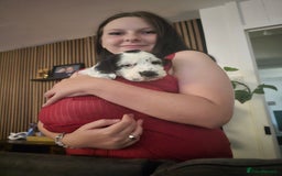 Mixed Breed dogs for sale: Spaniel/collie pup for sale - Image 2
