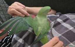 Parakeets birds for sale: Alexandrine Parrot for sale - Image 4