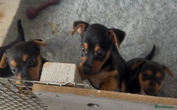 Jack Russell dogs for sale: Beautiful Jack Russell pups - Image 4