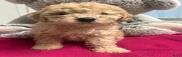 Miniature Poodle dogs for sale: 🐾 Adorable  Poodle Puppies for Sale! 🐾 - Advert 29