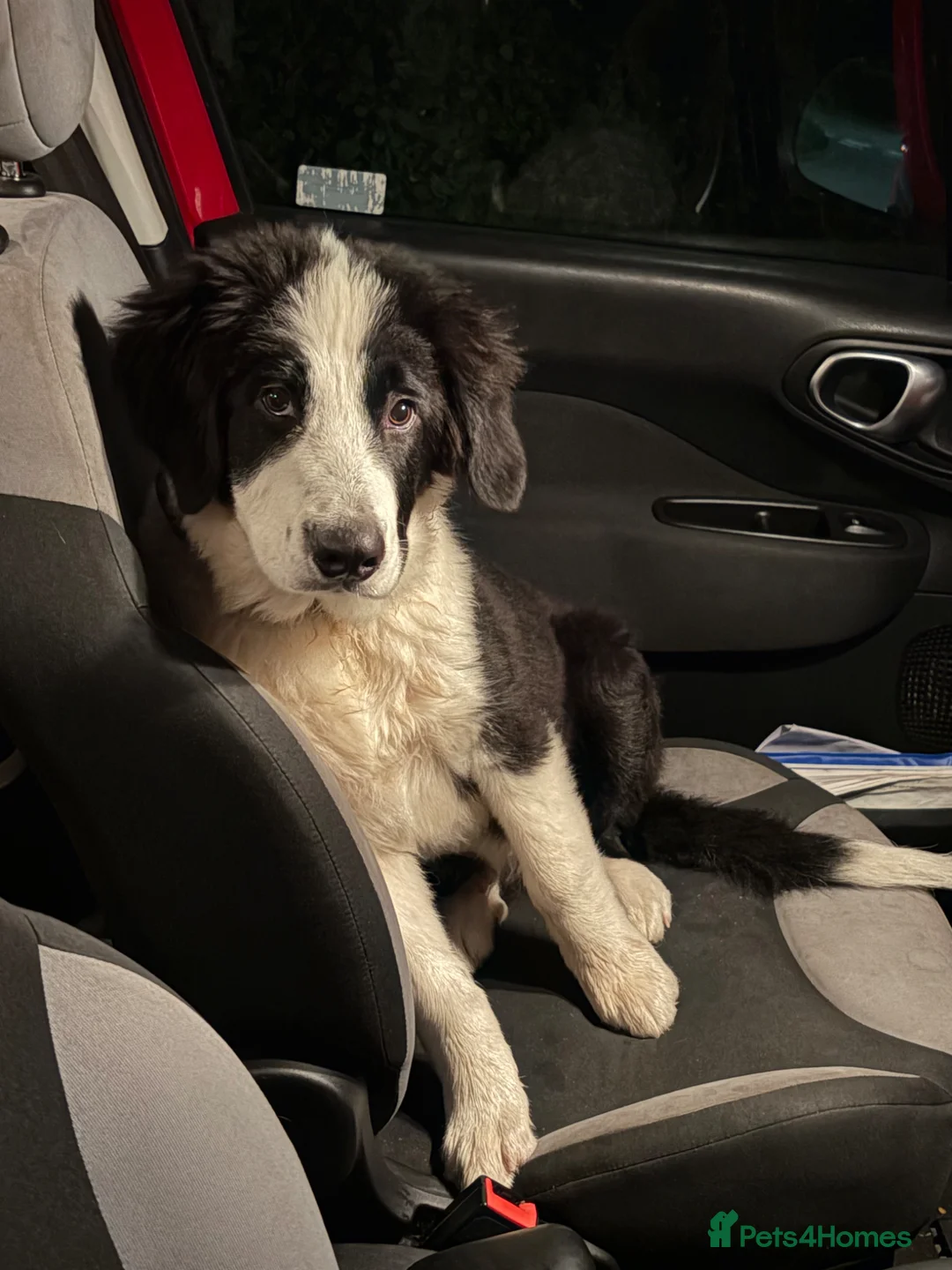 Mixed Breed dogs for sale: Reluctant Rehoming Of My Giant Bouncy Boy - Advert 1