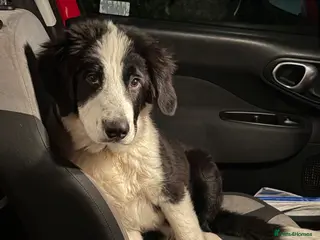 Mixed Breed dogs Reluctant Rehoming Of My Giant Bouncy Boy - Advert 2