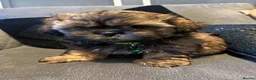Shih Tzu dogs for sale: Shih Tzu puppies Ready Now  - Advert 1