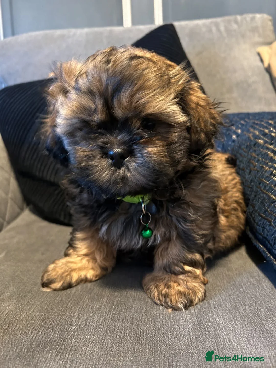 Shih Tzu dogs for sale: Shih Tzu puppies Ready Now  - Advert 1