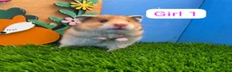 Hamster rodents for sale: Syrian Baby Hamsters Female Male Pedigree  - Advert 2
