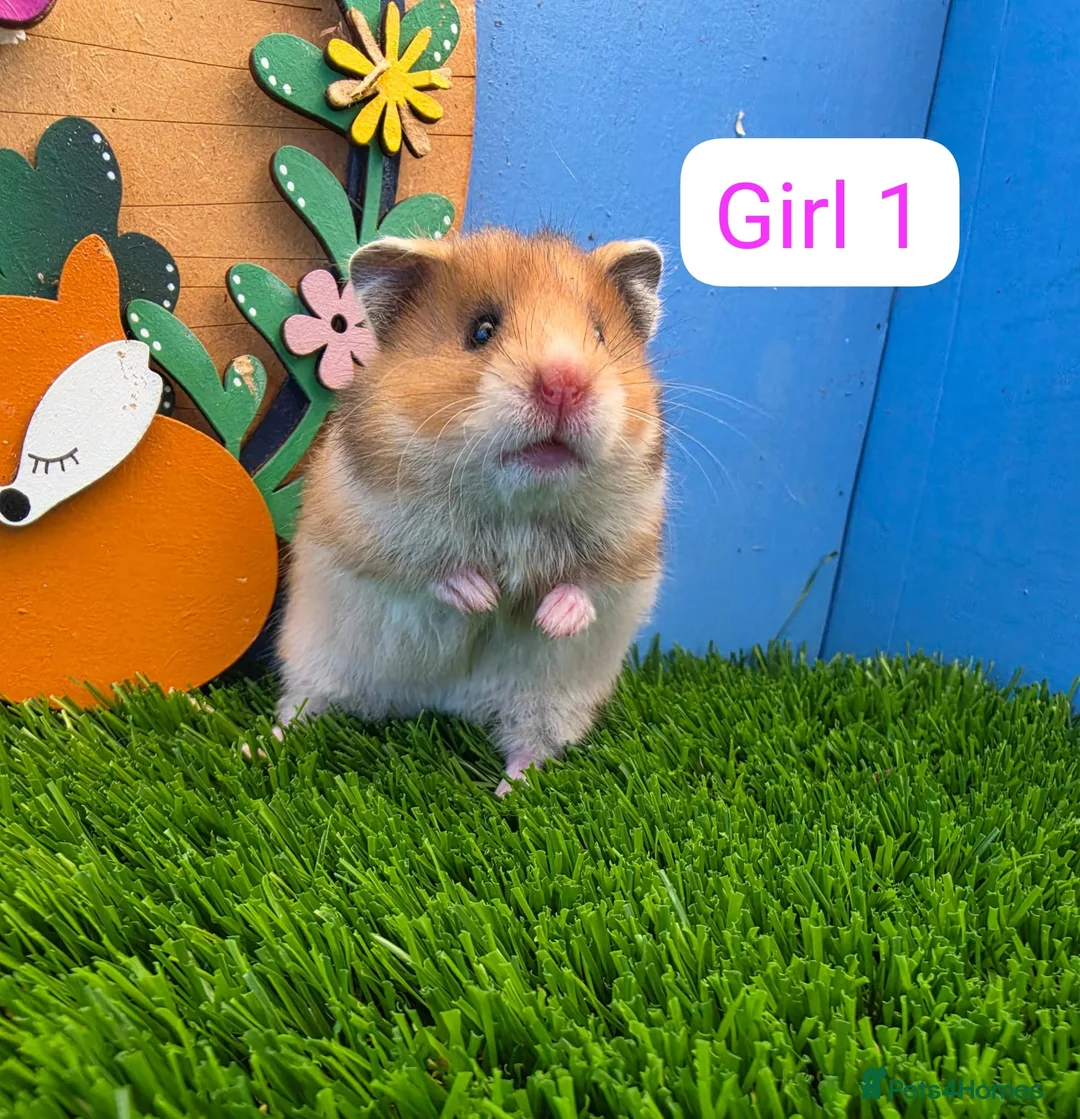 Hamster rodents for sale: Syrian Baby Hamsters Female Male Pedigree  - Advert 2