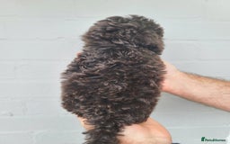 Cavapoo dogs for sale: Waitlist Jan/Feb 26.  F1B Cavapoo. Health Tested  - Advert 6