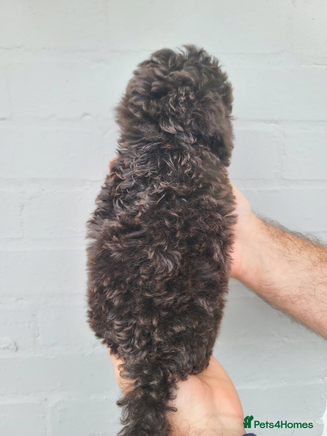 Cavapoo dogs for sale: Waitlist Jan/Feb 26.  F1B Cavapoo. Health Tested  - Advert 6