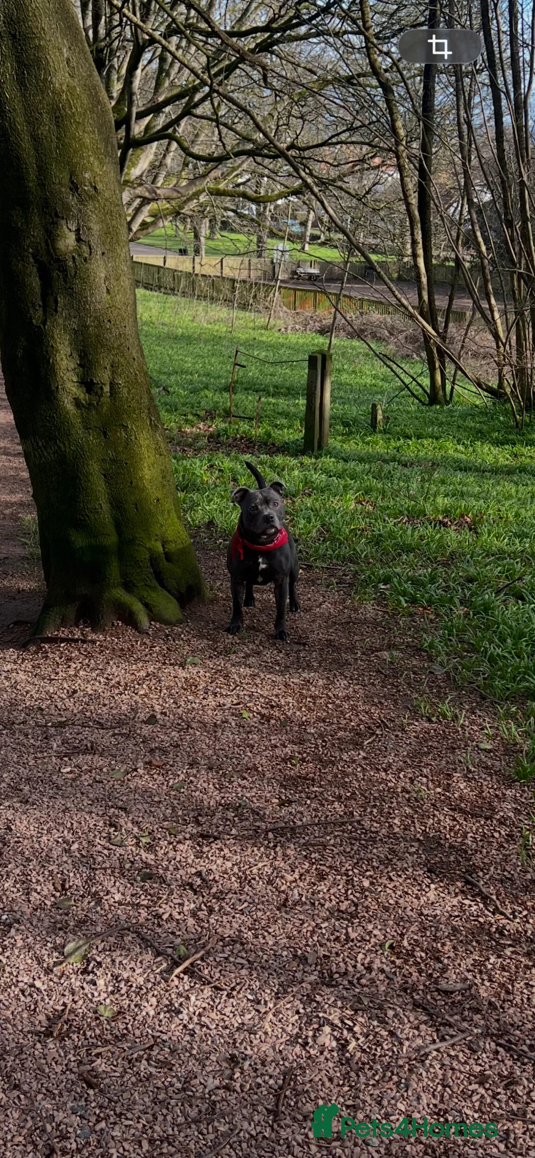 Staffordshire Bull Terrier dogs for stud: KC REGISTERED STUD DOG STAFFORDSHIRE BULL TER BLUE in Kirkcaldy - Advert 2