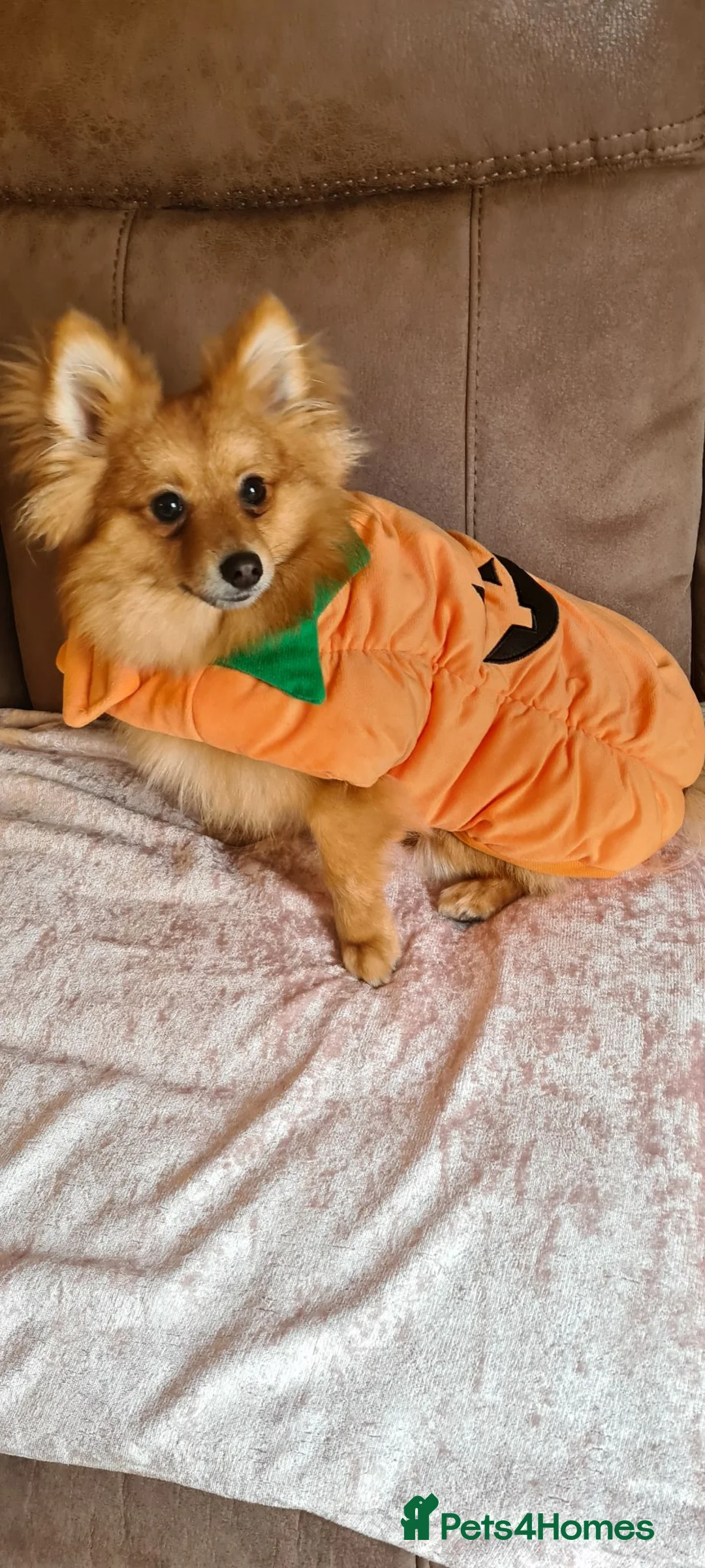 Pomeranian dogs for sale: Pomeranian 21 mths old male - Advert 2