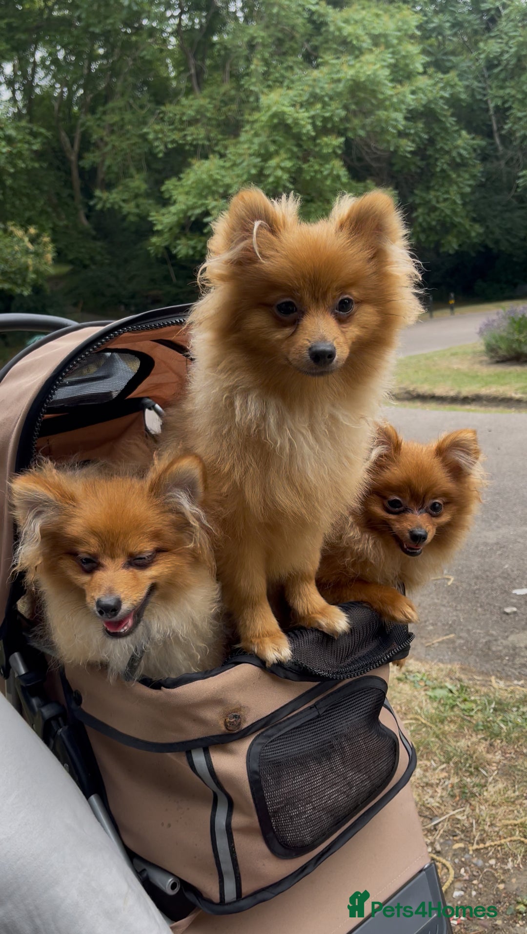 Pomeranian dogs for sale: Pomeranian Trio☘️, 3 pups remaining  in Romford - Image 1
