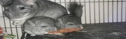 Chinchilla rodents for sale: Three Chinchilla Kits Looking for Loving Homes - Advert 5
