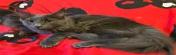 Maine Coon cats for sale: Maine Coon Kittens – 4 Available !!! - Advert 10