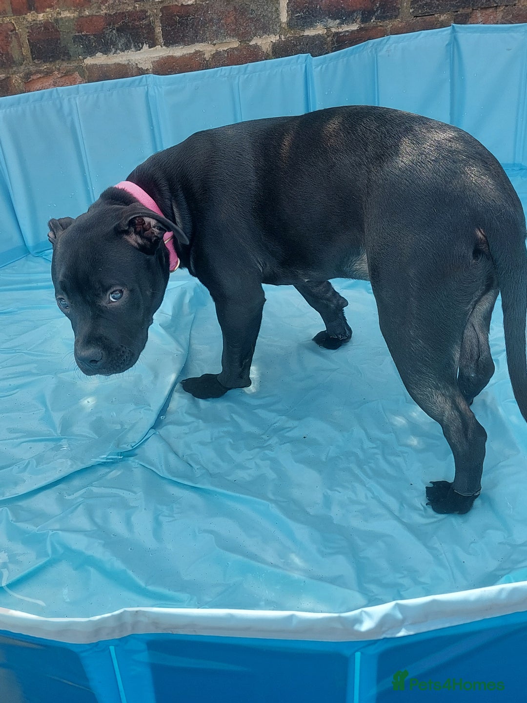 Mixed Breed dogs for sale: Mix breed staffy/rotti - Advert 4