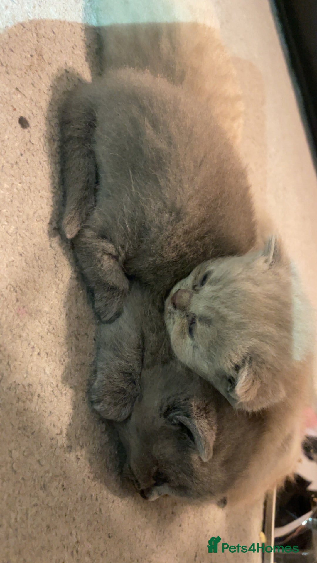 British Shorthair cats for sale:  Pedigree British shorthair kitten - Advert 12