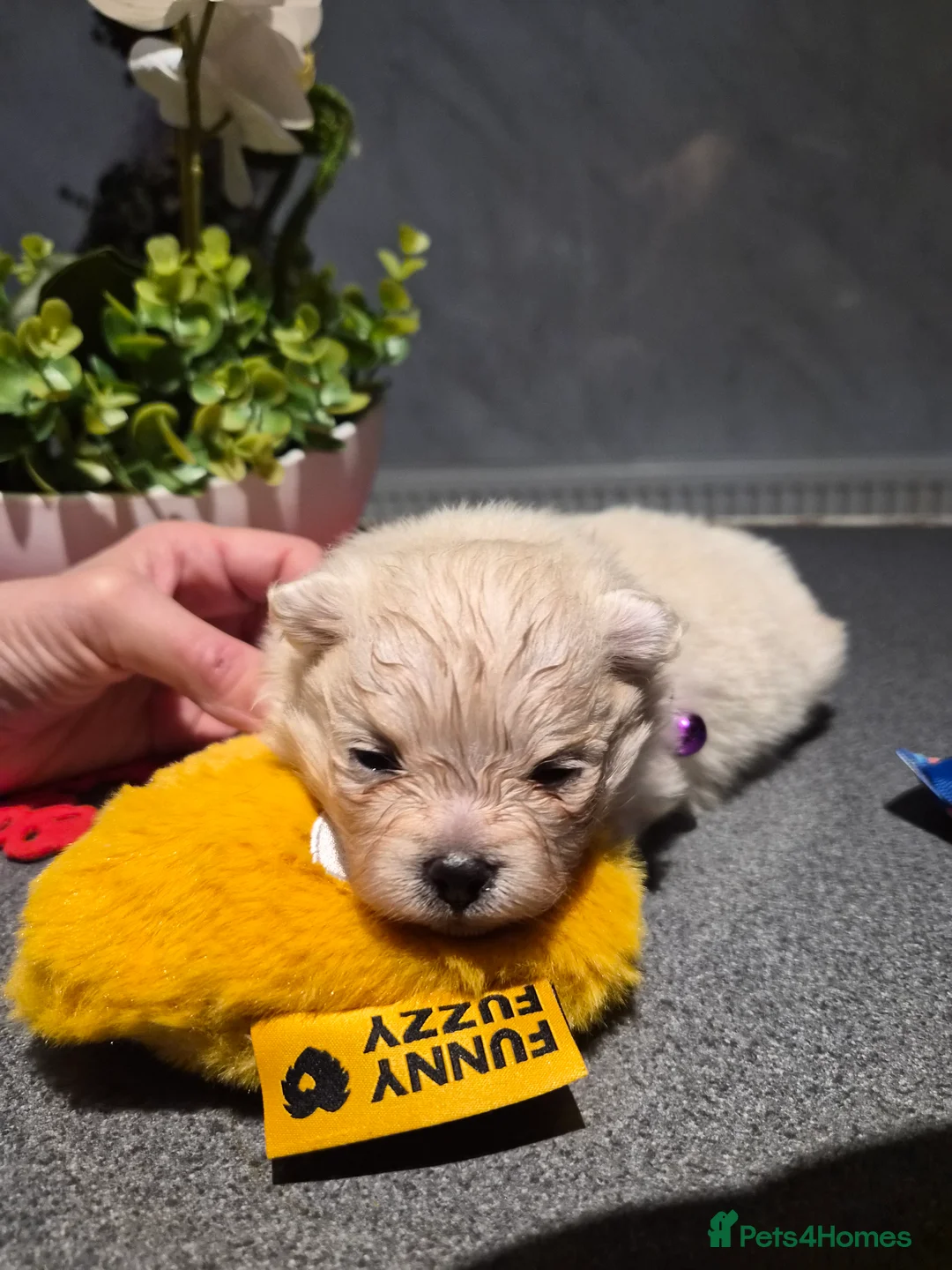 Pomeranian dogs for sale: 💝High Quality Korea/ Russia Babies💝 - Advert 11