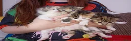 Mixed Breed cats for sale: Kittens for sale - Advert 9
