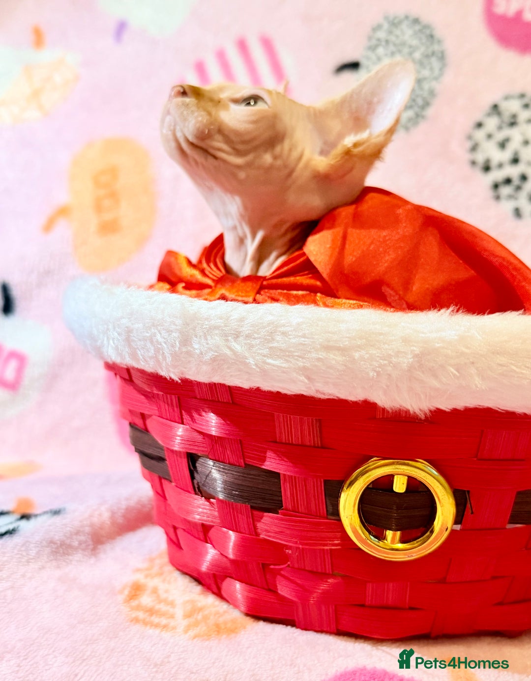 Sphynx cats for sale:  ** ✨ Exquisite Sphynx Kittens  **  - Advert 7